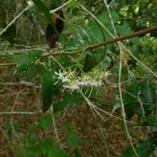 Image result for Coptosperma
