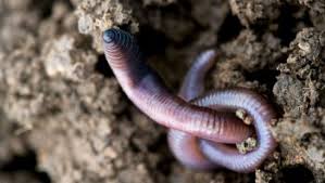 Le documentaire bienvenue les vers de terre aborde comme sujet l'agriculture de conservation et de régénération des sols. Decouvrir Les Pouvoirs Du Magic Lombric Ecole