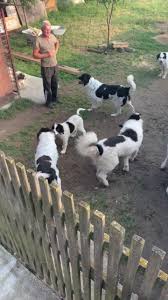 Spalarea nu este absolut necesara pentru ca ar putea dauna stratului. Canisa De Solovan Community Facebook