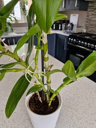 Hi! I'm new to this group. I recently joined because I decided I needed a  hobby and have always loved orchids as well as all flowers