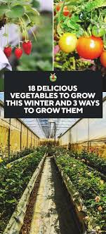 To effectively grow your vegetable garden, you must know what to plant. 18 Delicious Vegetables To Grow On The Winter And How To Grow Them