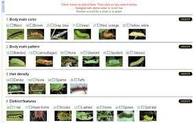 Image Result For Florida Caterpillar Identification Chart