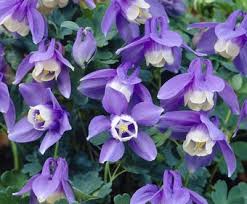 Image result for Aquilegia flabellata ministar