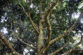 Image result for Calophyllum