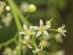 Image result for Schinus molle