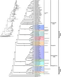 Image result for Amauropelta bergiana