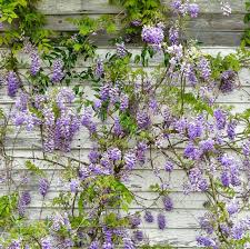 Clematis uses the stems of its leav. 20 Best Flowering Vines Best Wall Climbing Vines To Plant