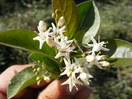 Image result for Ehretia obtusifolia