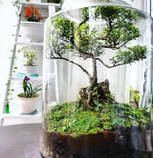 Terrarium Imaginarium On Instagram Bonsai In A Bottle Terratopia Id Garden Terrarium Terrarium Terrarium Diy