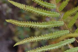 Image result for Cyclosorus striatus