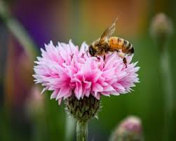 Pollen Bienfaits Posologie Consommation Toutes Les Informations
