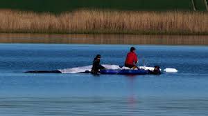 Timmy oder Hope? Warum der Ostsee-Wal gleich zwei Namen hat