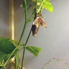 Download it once and read it on your kindle device, pc, phones or tablets. Antherina Suraka Unfurling Its Wings