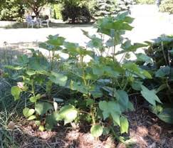 How to Grow Cotton Plant. Growing Novelty Cotton Plants.