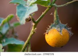 Image result for Solanum aculeatissimum