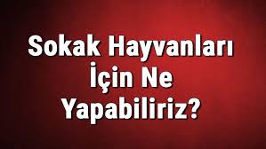 Sokak Hayvanlari Icin Ne Yapabiliriz Son Dakika Haber