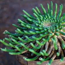 Euphorbia Inermis Grune Quallen Mit Kaudex Pflanzen Sukkulenten Pflanzen Kakteen Und Sukkulenten