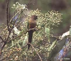 Auch molinasittich wei wei wurde so verstümmelt. Molinasittich Ebird