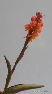 Image result for Satyrium confusum