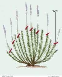 Pin On If You Plant It They Will Come