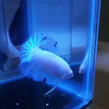 Makanan ini adalah cukup baik digunakan bagi anda yang memelihara ikan cupang giant. Terjual Ikan Cupang Giant Fancy Marble Dll Plakat Kaskus