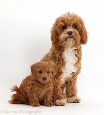 Black And Tan Full Grown Cavapoo Puppies Related Image Cavapoo Puppies Cavapoo Cavapoo Dogs
