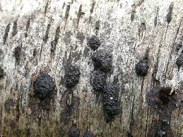 Image result for Hypoxylon multiforme