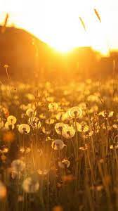 Check out this fantastic collection of cute dandelion wallpapers, with 49 cute. Best Dandelion Iphone 8 Hd Wallpapers Ilikewallpaper