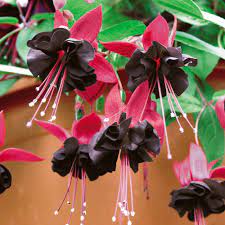 I Wants These Fuchsia Fuchsia Flower Fuchsia Flowers Fuchsia Garden