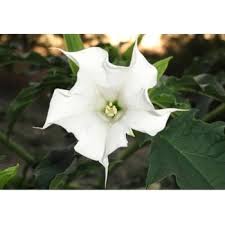 Image result for durman obecný květ