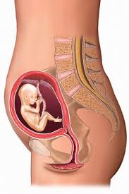 Aortocaval compression can result in maternal hypotension, loss of consciousness and in rare cases fetal demise. Your First Trimester Of Pregnancy Week By Week Parents