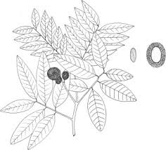 Image result for Toddalia crenulata