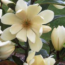 Check spelling or type a new query. Go Gardening Helping New Zealand Grow Garden Inspiration Tips And Advice From The Expert