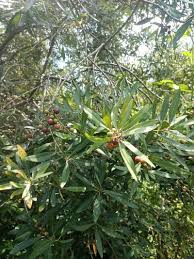 Image result for Euclea natalensis