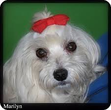 The ancient greeks and romans were quite fond of the breed, as they are so often depicted in their art. New Jersey Nj Maltese Meet Bordentown Nj Marilyn A Pet For Adoption