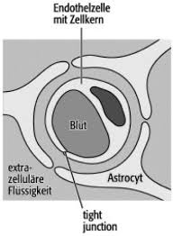 Reliability of csf and serum examinations for. Blut Hirn Schranke Lexikon Der Neurowissenschaft
