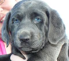 Knowing the lineage of all of the breeds in the labrador retriever mix is very helpful when determining any health concerns. American Labrador Retriever Puppies For Sale Michigan