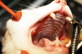 She isn't my first kitten, but somehow i've never noticed teeth like this before! Oral Inflammatory And Ulcerative Disease In Small Animals Digestive System Merck Veterinary Manual