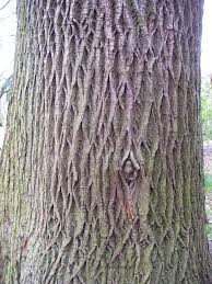 Check spelling or type a new query. Pin On Ads Trees