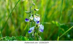 Image result for Crotalaria vasculosa