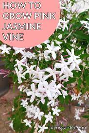 How To Grow Pink Jasmine Vine In 2021 Pink Jasmine Jasmine Plant Jasmine Vine
