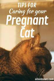 What To Expect When Your Cat Is Expecting Tips For Caring For Your Pregnant Cat Oliveknows Pregnant Cat Cat Care Tips Cat Care