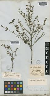 Image result for Crossopetalum