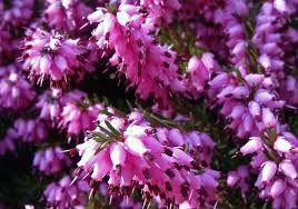 Scottish Heather Scottish Heather Heather Flower Wildflower Garden