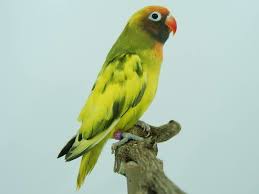 Kumpulan tips informasi burung lovebird ⭐perawatan harga suara kicauan beternak berbagai macam jenis burung lainnya terpercaya omkicau. Pin On Loverdirds Inseparabili Agapornis