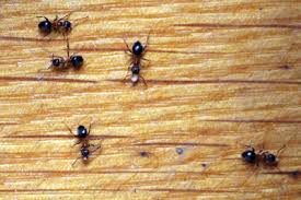 Es gibt diese grünen köderdosen zu kaufen, die stellst du großzügig im befallenen zimmer auf. Ameisen Bekampfen Tipps Gegen Ameisen Im Haus Garten Gartendialog De