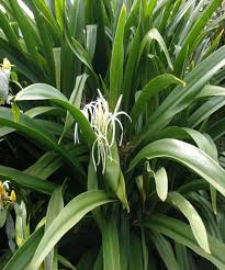 Image result for Crinum asiaticum