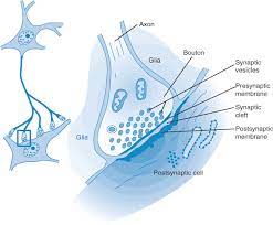Synaptic Transmission Chapter 14 Anesthetic Pharmacology