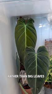 You guys were so right! Thank you so much for the comments, they made me  understand my plant better. Hopefully with time and more light, we will get  bigger leaves again 🙌❤️ #philodendron ...