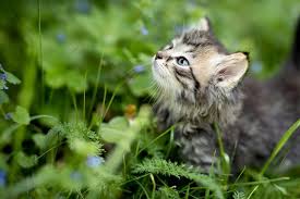 How Often To Feed Kittens When To Stop Bottle Feeding Kitten